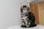 Aralia HELENA HOUSE 8 нед. питомник котёнок кошка мейн-кун продажа